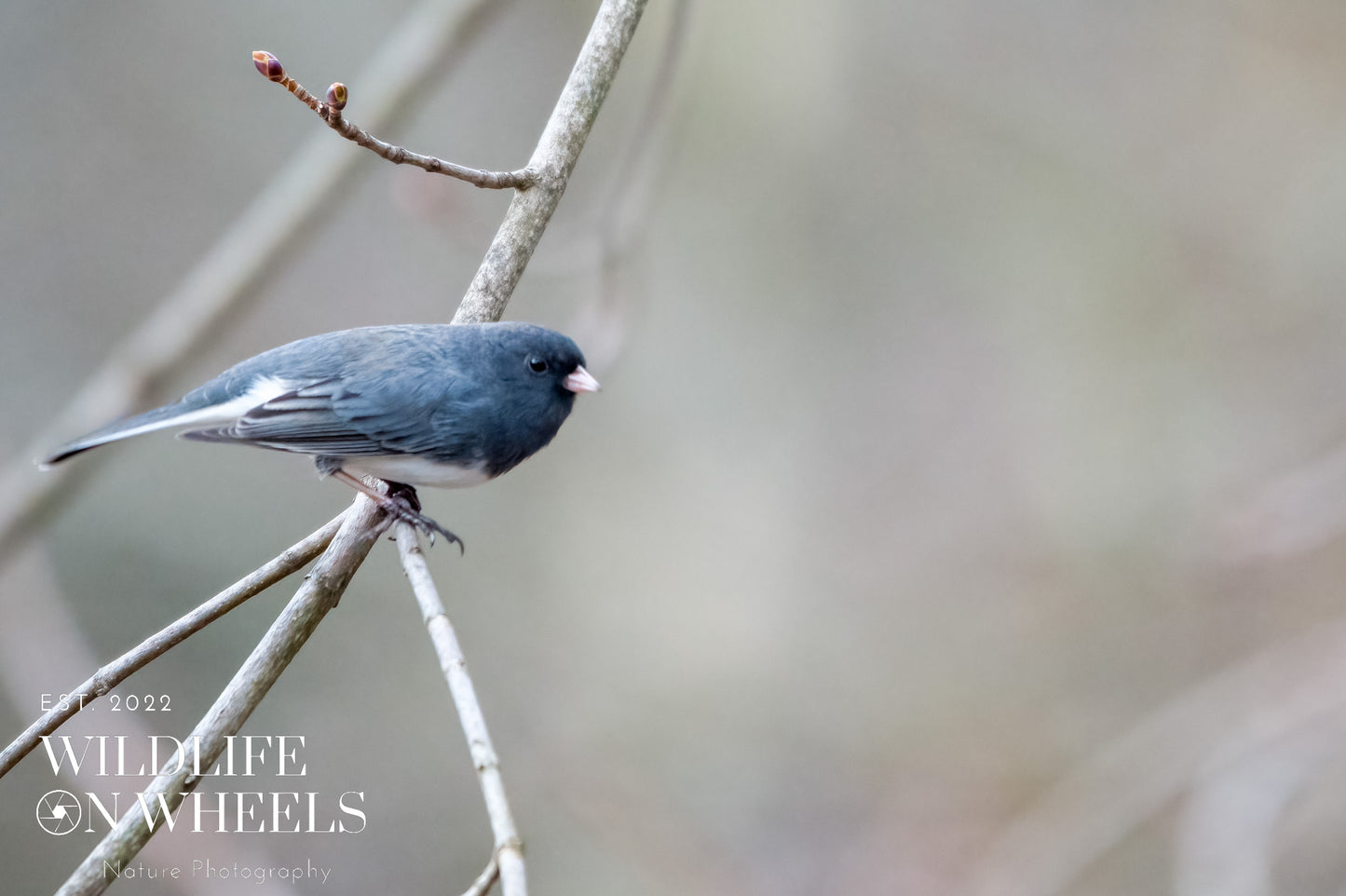 Dark Eyed Junco
