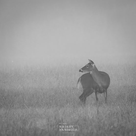 Whitetail In The Mist